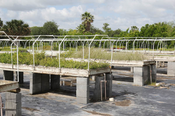 Max Pons and his staff grow as many as 80,000 plants a year for conservation purposes. Photo: Matt Miller/TNC