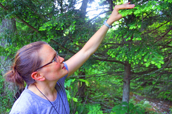 The Conservancy's Sarah Johnson examines a hemlock at Woodbourne Preserve. Photo: Matt Miller/TNC