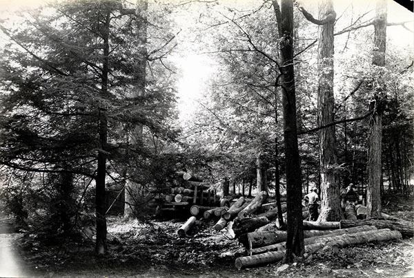 This historic photo shows logging occurring at 