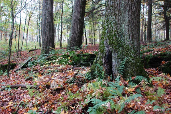 Woodbourne Forest Preserve. Photo: George C. Gress/TNC