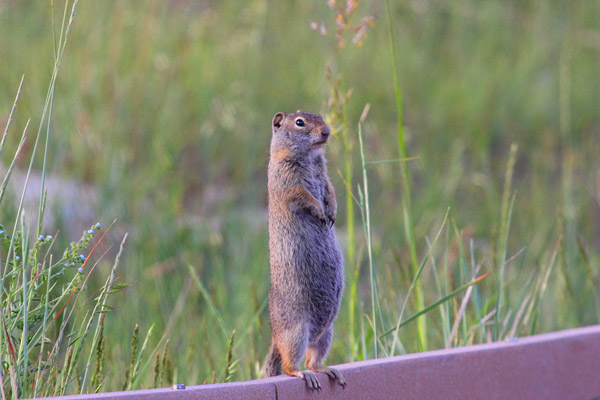 Wyoming ground squirrel. Photo: Matt Miller/TNC