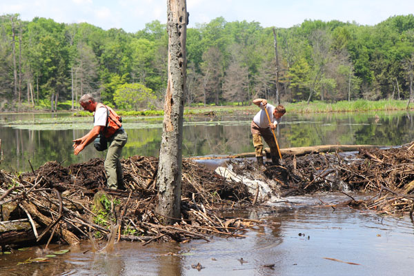 George Gress (left) and Tom Hardisky remove a portion of a beaver dam. Photo: Matt Miller/TNC