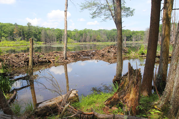 A beaver dam at Woodbourne. Photo: Matt Miller/TNC