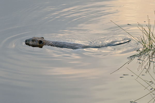 Beavers Versus Old Growth: The Tough Reality of Conservation