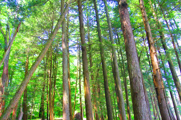 Woodbourne Preserve. Photo: Matt Miller/TNC