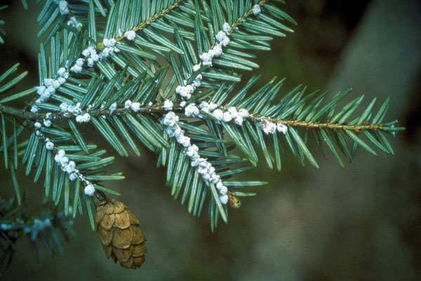 Hemlock woolly adelgid. Photo: Wikimedia user Fallschirmjäger under a Creative Commons license