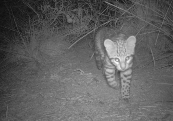 An ocelot photographed via camera trap. Photo: U.S. Fish & Wildlife Service