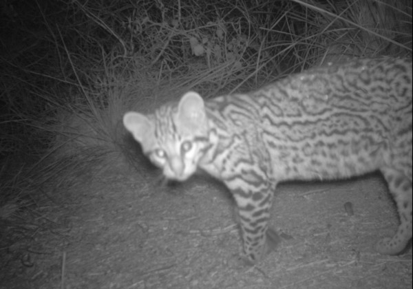 A Texas ocelot. Photo: U.S. Fish and Wildlife Service