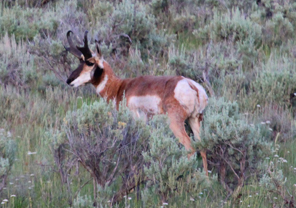 Pronghorn. Photo: Matt Miller/TNC