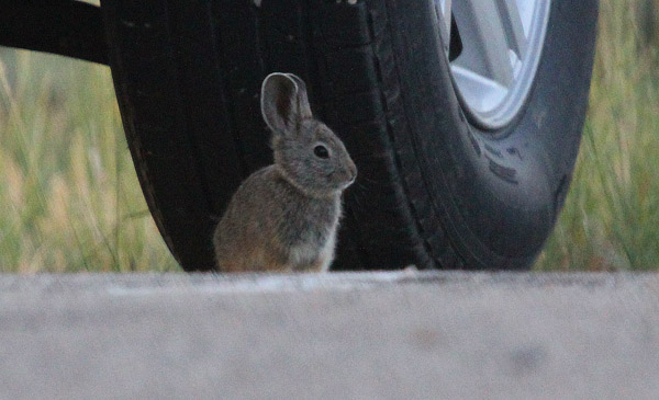 A pygmy rabbit makes a parking lot appearance. Photo: Matt Miller/TNC