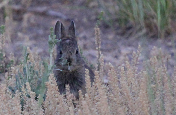 Pygmy rabbits can be difficult to spot in sagebrush habitat. Photo: Matt Miller/TNC
