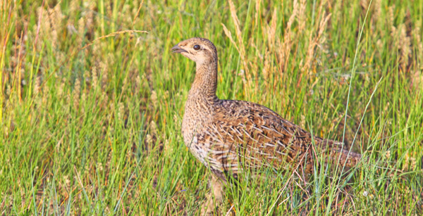 A young sage grouse at Fossil Butte. Photo: Matt Miller/TNC