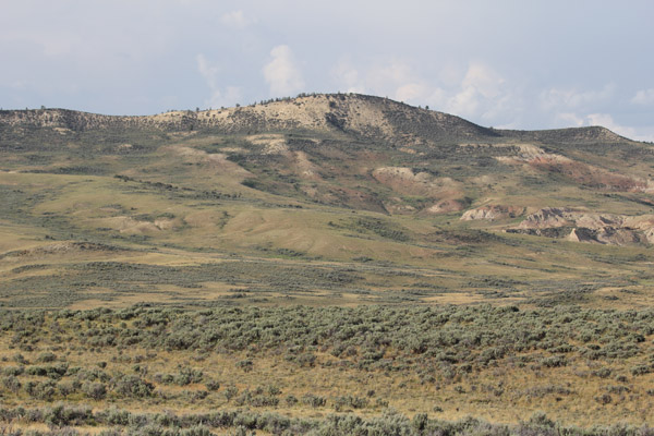 Pygmy rabbits need sagebrush country. Photo: Matt Miller/TNC