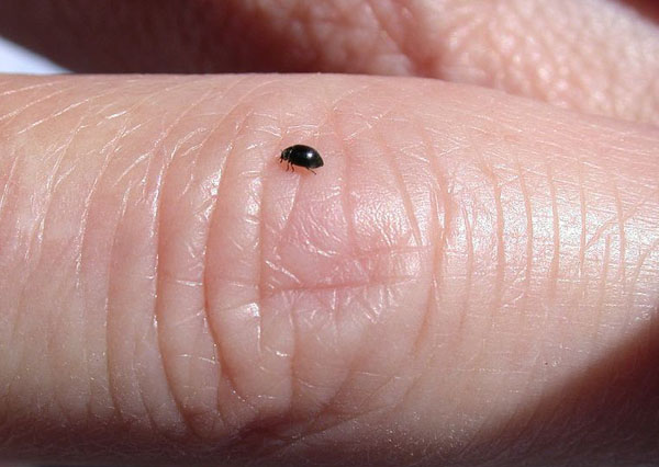 This tiny beetle could help control hemlock woolly adelgid. Photo: Pennsylvania DCNR Archive