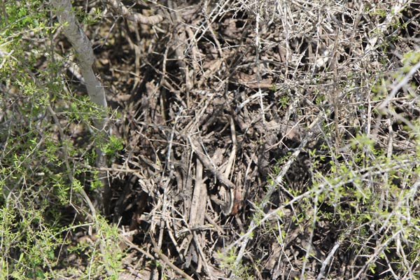 Impenetrable? Not if you're an ocelot! Photo: Matt Miller/TNC