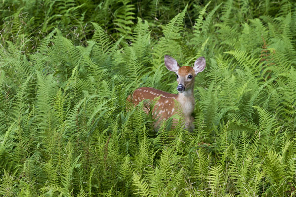 Is it any wonder deer management incites powerful passions? Photo: © Kent Mason