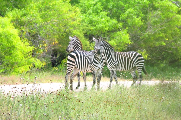 Strange safari: zebras on a South Texas ranch. Photo: Matt Miller/TNC
