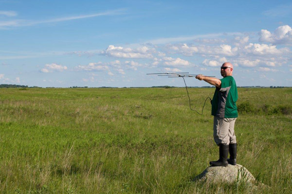 Minnesota DNR herpetologist Jeff LeClere tracks hognose snakes at Chippewa Prairie Preserve in Minnesota. Photo © Bruce Leventhal