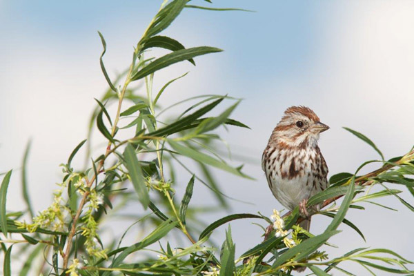 Native birds, like this song sparrow, benefit from an intact prairie. Photo: © Bruce Leventhal