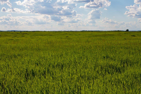 The Chippewa Prairie is one of the largest intact prairies in Minnesota. Photo: © Bruce Leventhal