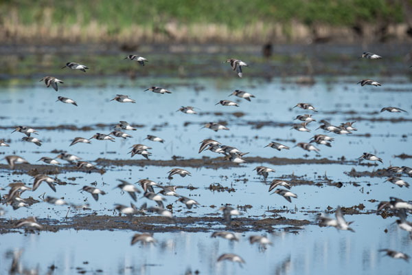Dunlin flock flying above flooded rice field. Photo © Drew Kelly/TNC.