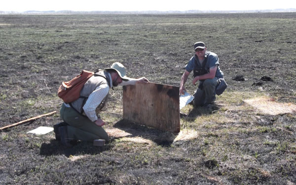 Researchers check cover boards for snakes at Chippewa Prairie. Photo: Joe Blastick/TNC