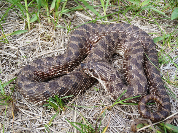 Hognose snakes are a harmless colubrid that will play dead when threatened.  Unfortunately they are endangered in some regions, such as Ontario. :  r/Awwducational