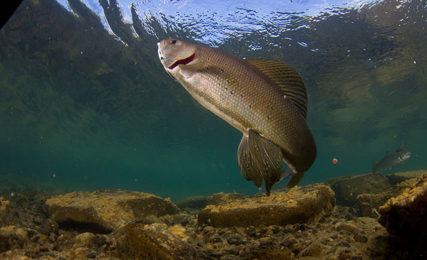 A grayling rises to feed. Photo: © Jonny Armstrong