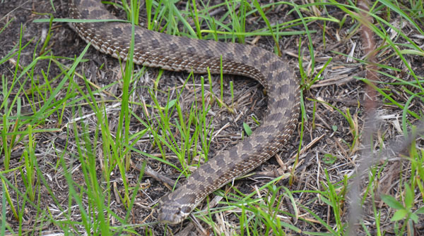 Hog-nosed snakes can be difficult to locate on the prairie. Photo: Deb Pryor 