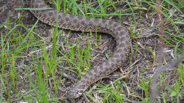 Iowa Department of Natural Resources - Is this eastern hognose snake alive  or dead? ANSWER: If you thought this snake was dead, it fooled you! As a  defense behavior, it will play