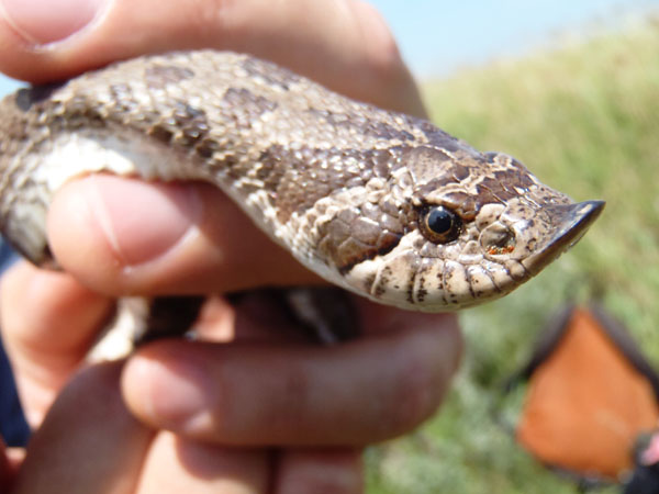 Baby hognose snake plays dead so well, baby