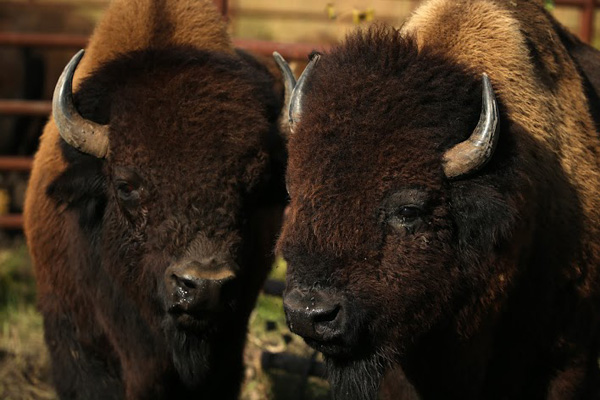 Finding Hope And Restoration: A Story Of The American Buffalo