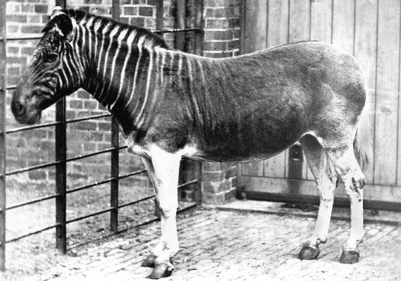 Quagga: Can an Extinct Animal be Bred Back into Existence?