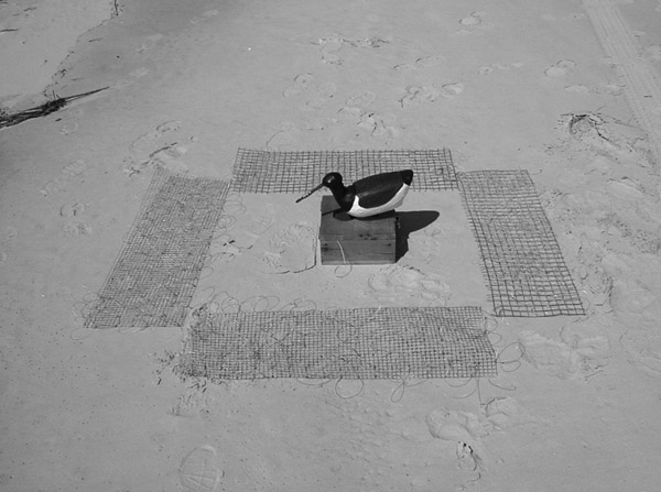 A motorized oystercatcher decoy with a noose carpet trap.