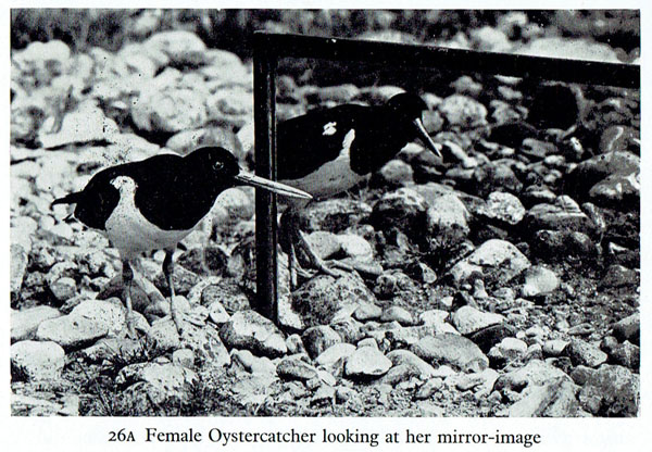 An oystercatcher fails the mirror test. Illustration from the book Birds Fighting by Stuart Smith and Eric Hosking