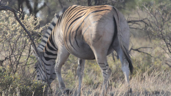 A zebra at Mokala National Park exhibiting quagga-like characteristics, including lack of striping on hind quarters and a darker coloration. Photo: Matt Miller/TNC