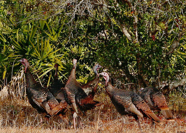 Osceola turkeys. Photo: Flickr user Mary Keim under a Creative Commons license.