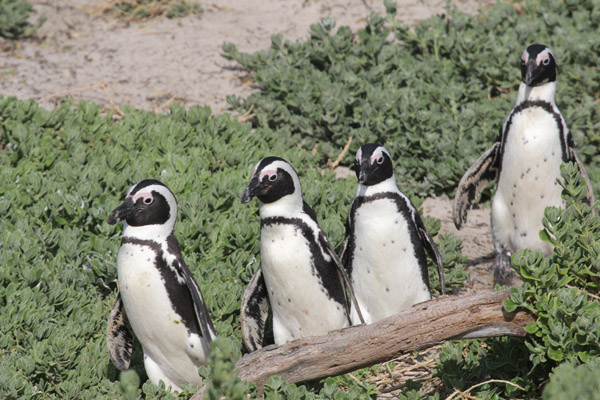 African penguins at Boulder Beach, South Africa. Photo: Matt Miller/TNC
