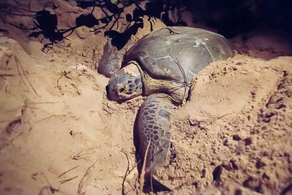 A green sea turtle prepares to nest. Photo: © Marjo Aho