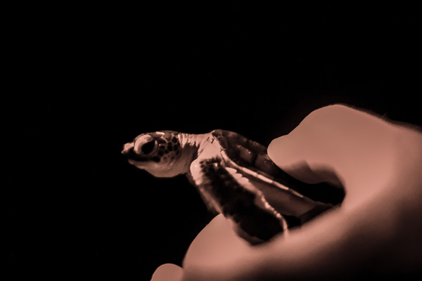 Life is perilous for baby sea turtles under the best of circumstances. Photo: © Marjo Aho
