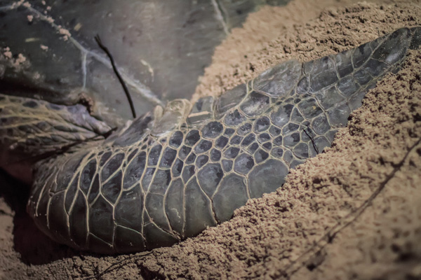A sea turtle's flipper pushes sand over its eggs. Photo: © Marjo Aho