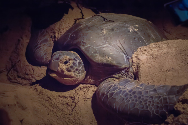 Sea Turtles of St. Croix: Research Benefits Nesting Beaches