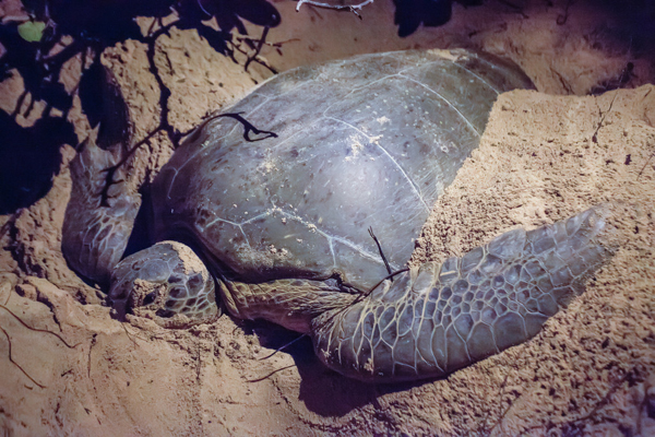 The nesting sea turtle. Photo: © Marjo Aho