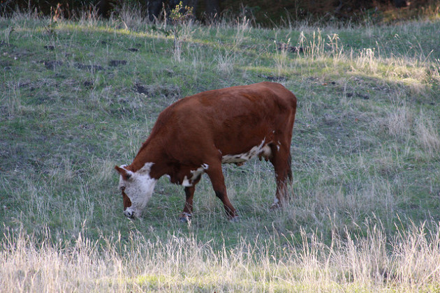 The E. coli strain was found in water, soil, cattle, and the feral pigs that frequent natural areas around Central Coast farms. 