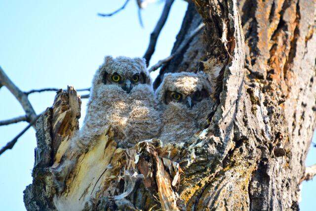 two fluffy white baby owls in a next