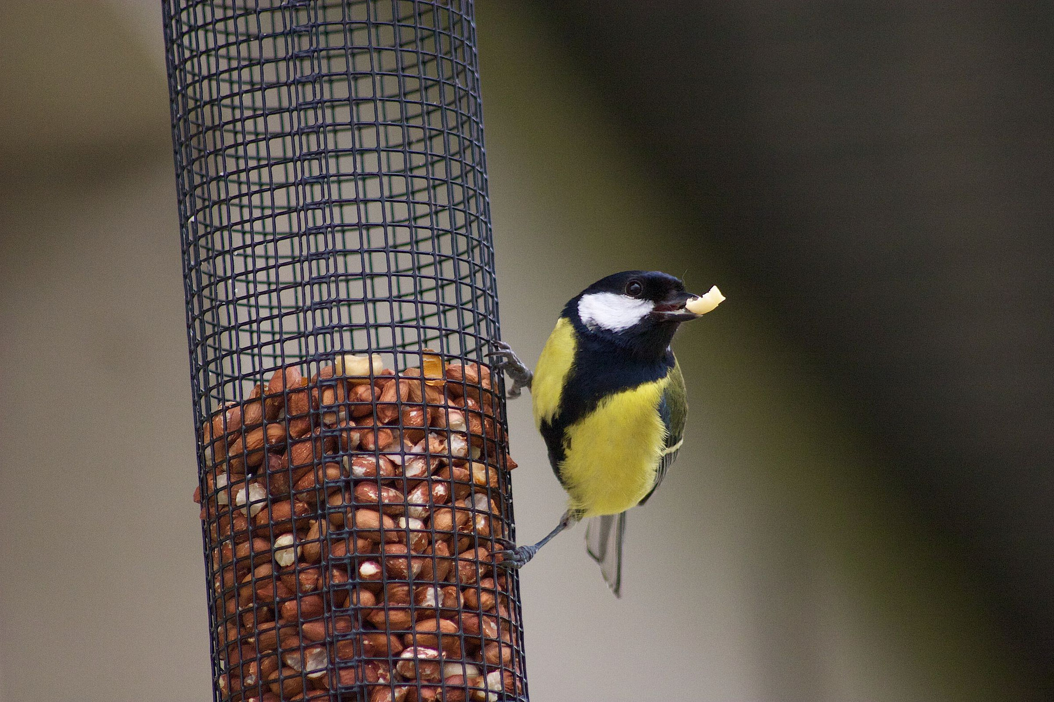 Great Tit, Great Tits do not hang around on feeders so I ha…