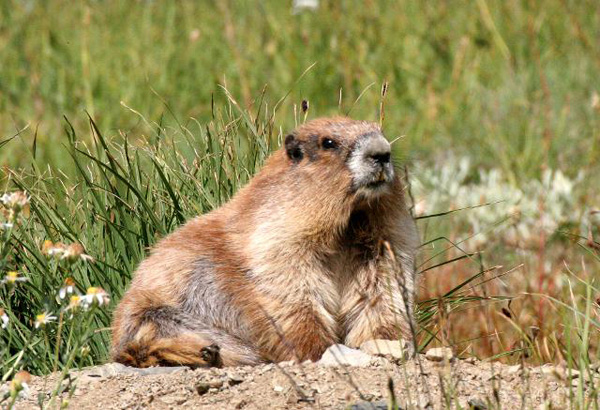 Olympic marmot. Photo: © Coke Smith, cokesmithphototravel.com