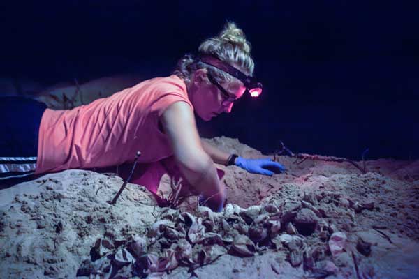 A researcher counts the eggs from a sea turtle nest. Photo © Marjo Aho.