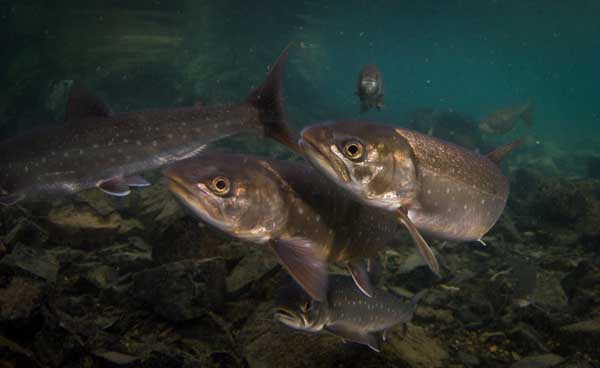 A school of char. Photo: © Jonny Armstrong