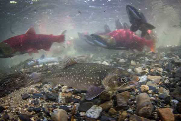 A Dolly Varden char follows spawning sockeye salmon. Photo: © Jonny Armstrong 